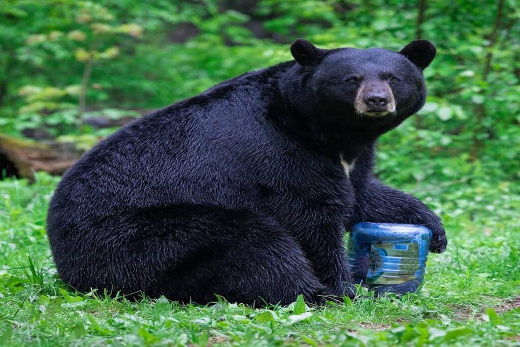 Black bear sitting on grass holding a bottled water, surrounded by lush green forest, emphasizing wildlife, outdoor survival, and wilderness gear.