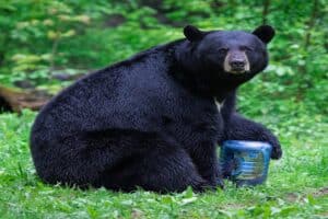 Black bear sitting on grass holding a bottled water, surrounded by lush green forest, emphasizing wildlife, outdoor survival, and wilderness gear.